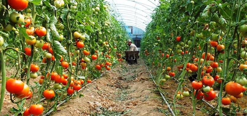 Siirt İl Tarım ve Orman Müdürlüğü, Sebze Fidesi Dağıtımı Yapacak