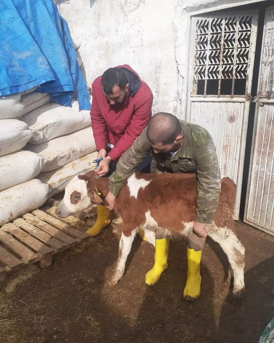 Siirt’te Şap Hastalığı Nedeniyle Hayvan Giriş ve Çıkışı Yasaklandı