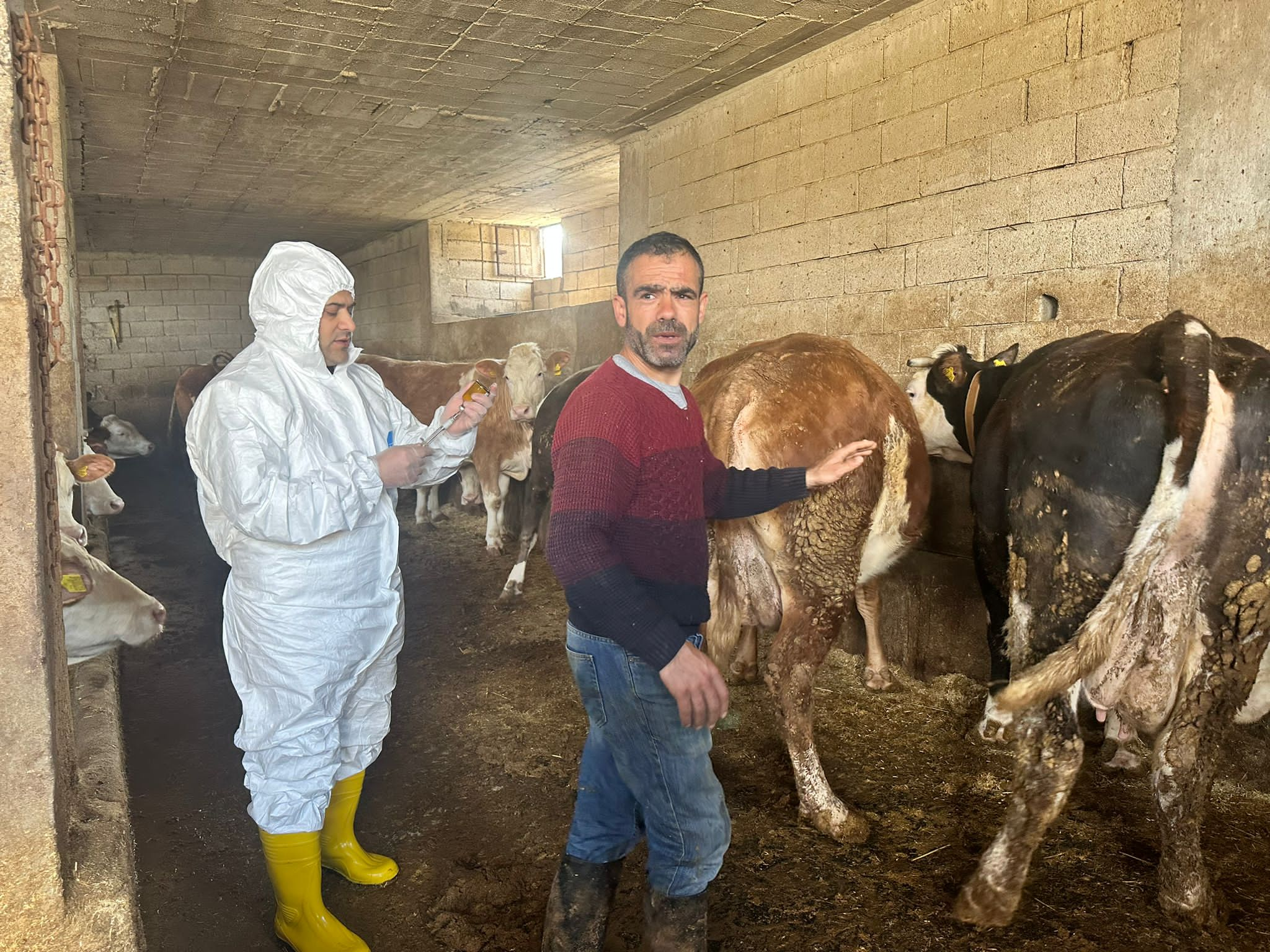 Siirt’te Herhangi Bir Şap Hastalığı Vakası Tespit Edilmedi, İlk Etap Aşılama Çalışmaları Siirt İl Genelinde Tamamlandı