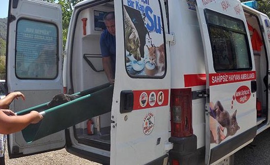 Sokak Hayvanları İçin Ambulans Hizmete Girdi