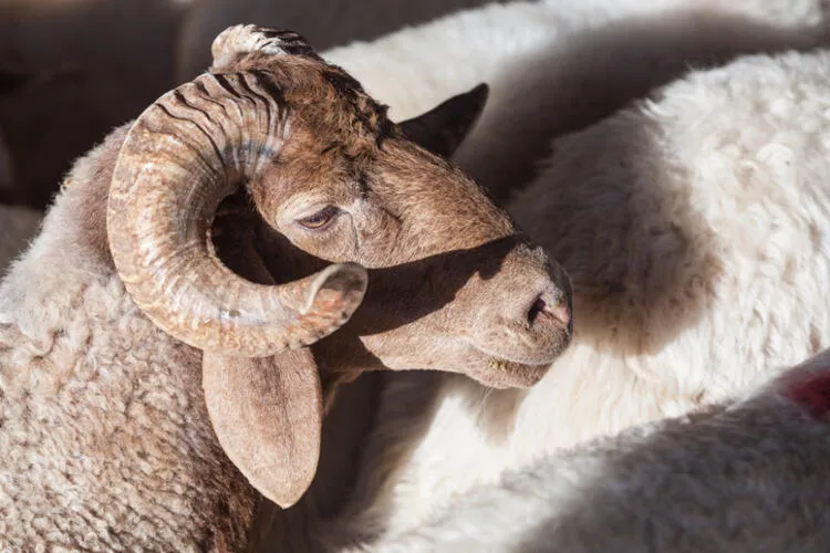 Kurbanlık Hazırlıkları Başladı