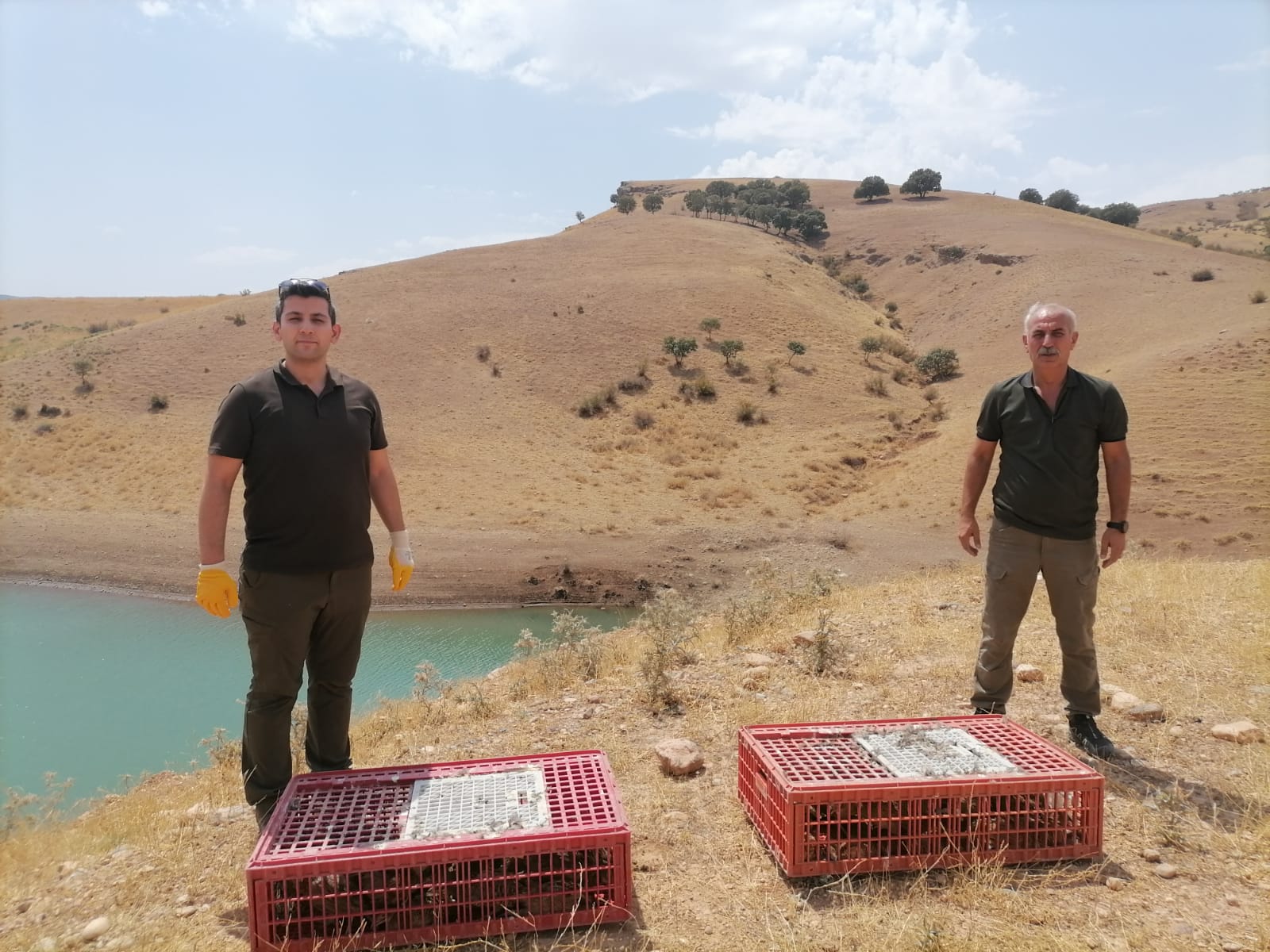 Siirt’te Bin Adet ‘Sülün’ Doğaya Salındı!