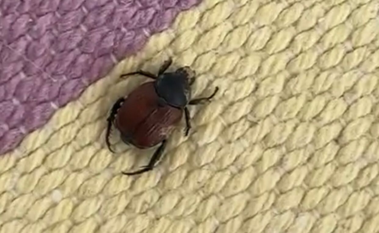 Ölümcül Vakalara Yol Açıyor! Siirt’te Bir Evde Görüldü…