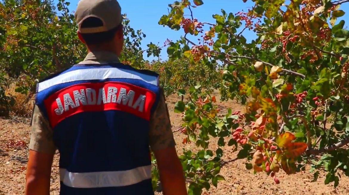 Siirt’te Fıstık Hırsızlığına Karşı Jandarma Alarmda: Devriye ve Dronlarla Koruma!