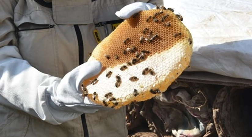 Siirt’in Pervari İlçesinde Bal Sağımı Başladı! Rekolte Düşük