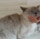 Bayram Sevinci Yarım Kaldı! Minik Can, Kaybolan Kedisi İçin Endişeli