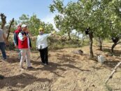 Siirt Fıstığında Yüzler Gülecek mi? Rekolte Tespit Çalışmaları Başladı