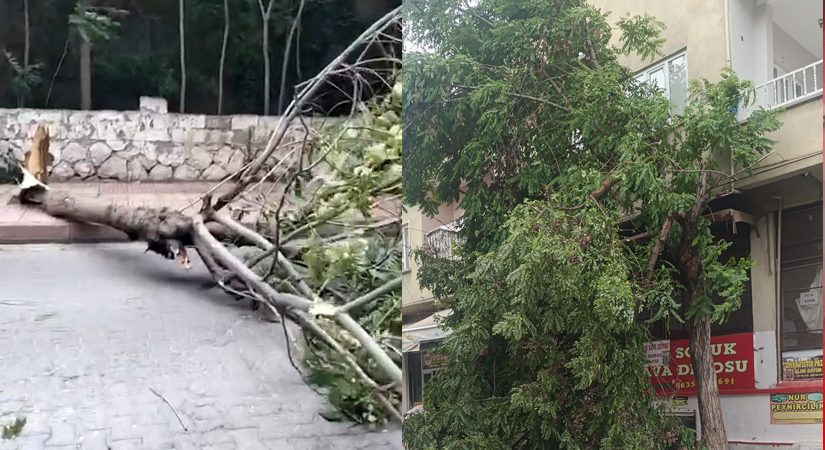 Siirt’te Şiddetli Rüzgar Hayatı Olumsuz Etkiledi! Ağaçlar Devrildi