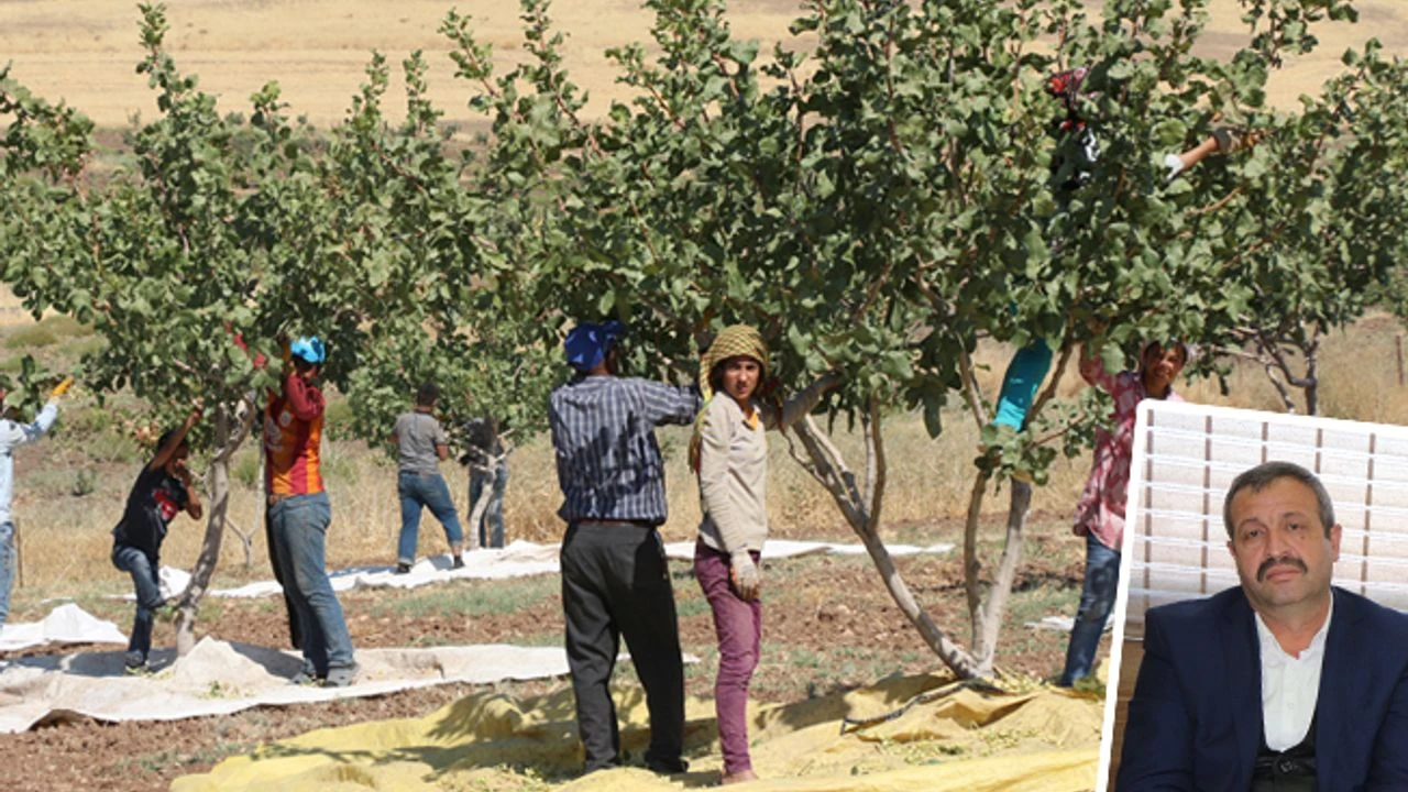 Siirt’te Fıstıkta En Zor Yıl! Bir Milyon Ağaç Kuruma Tehlikesiyle Karşı Karşıya