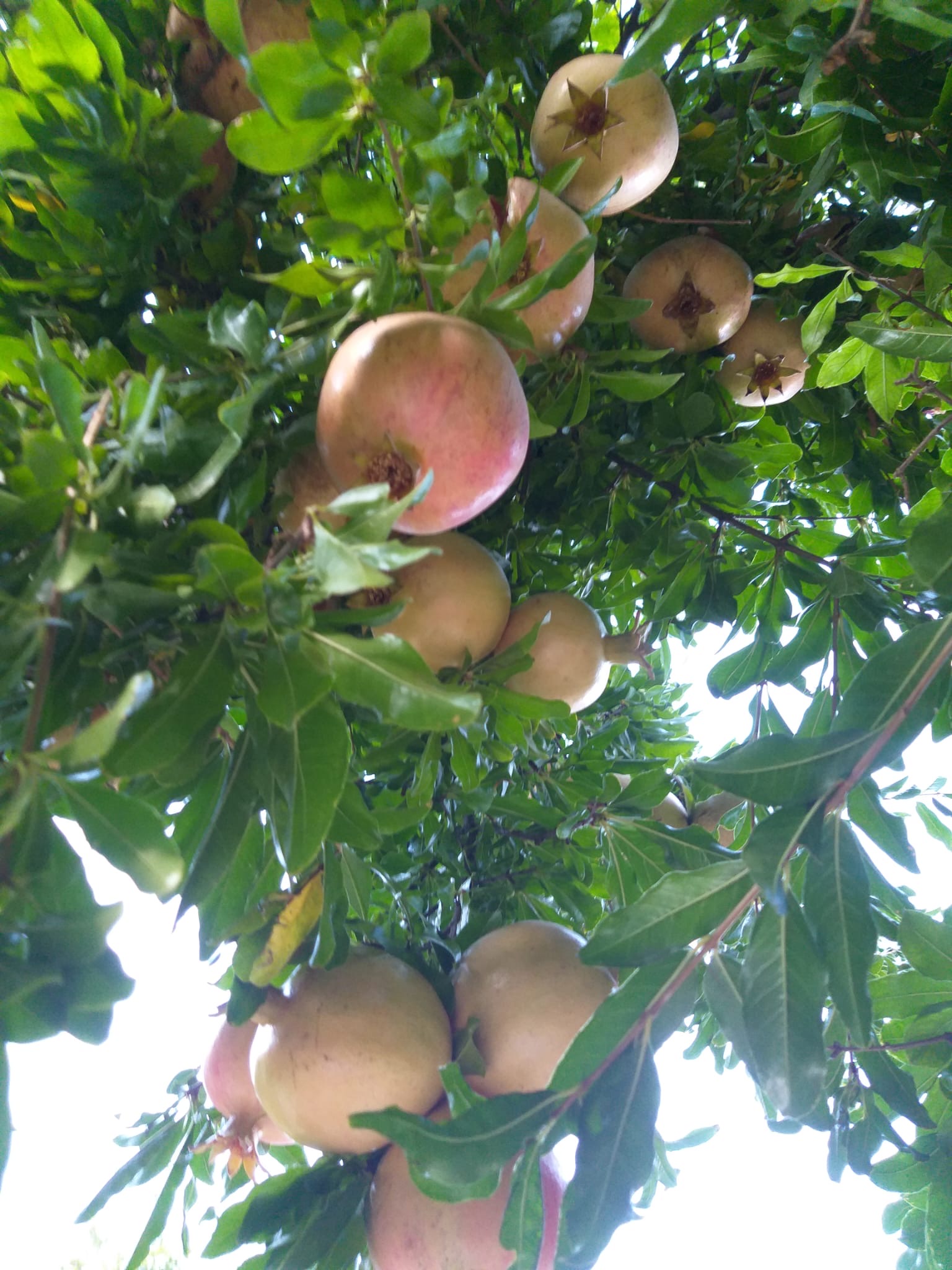 Nar Hasadı Başladı, Susuzluk Narı da Etkiledi