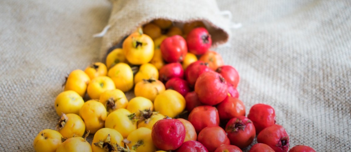 Sonbaharın Gizli Kahramanı: Alıç Meyvesi Kalbi Koruyor