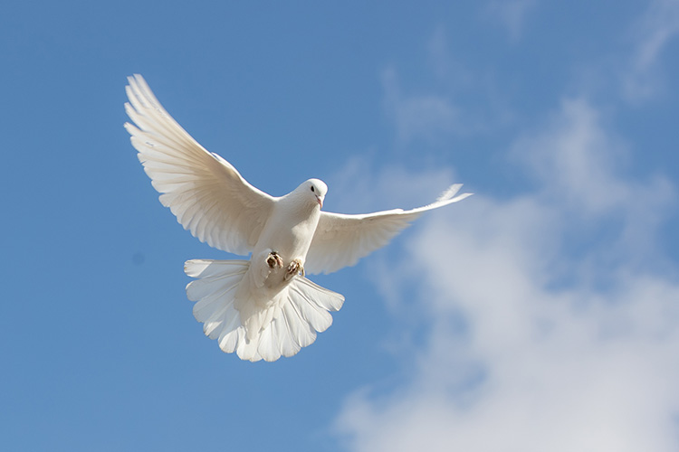 Artık Kardeş Kanı Akmayacak; PKK Türkiye’den Çekildi