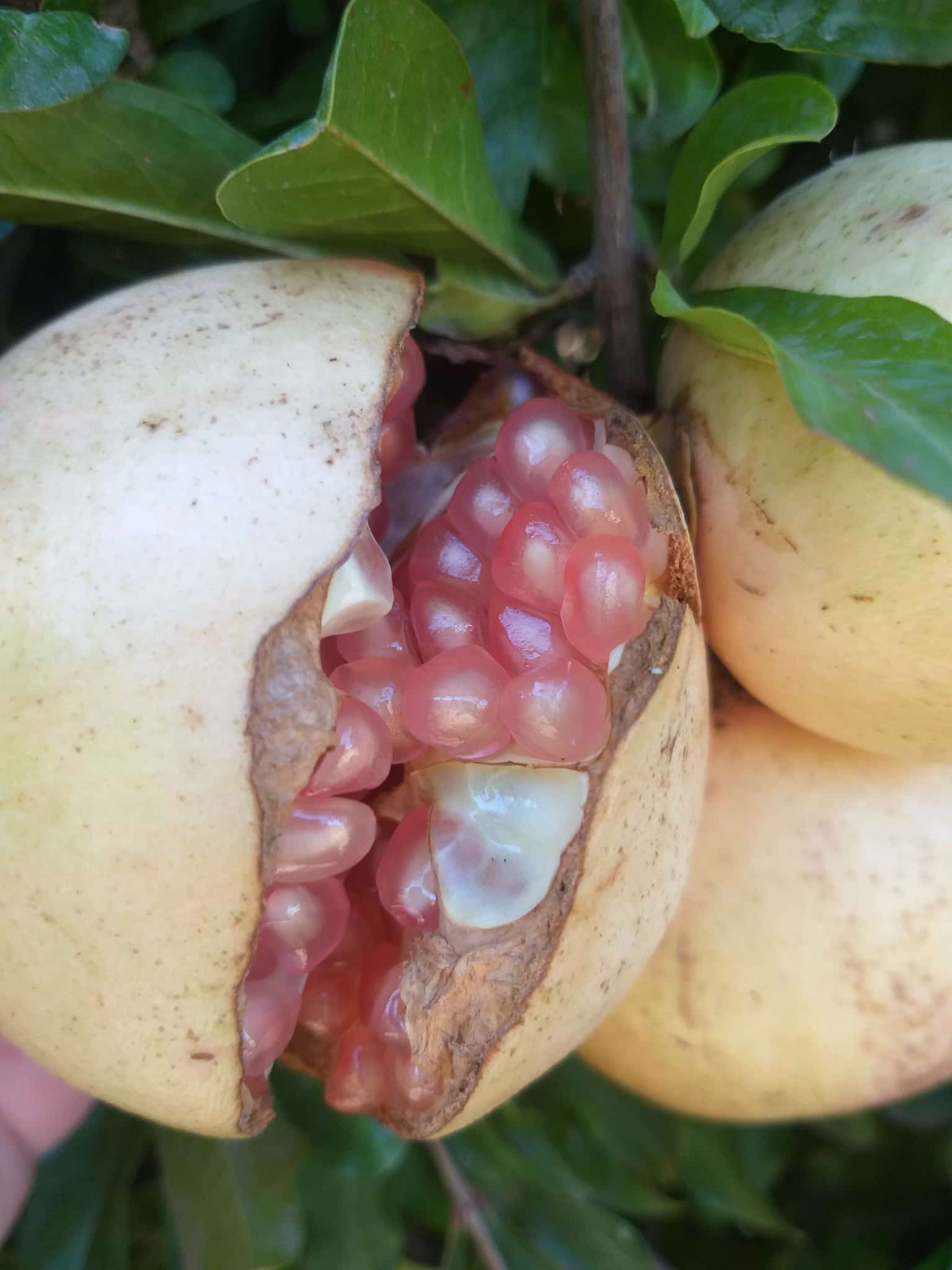 Nar Hasadı Sona Erdi, Birlik Başkanı Kurum: “Üretici Zararda”