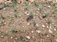 Siirt’te Safran Üretiminde İlk Başarılı Uygulama Gerçekleştirildi