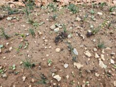 Siirt’te Safran Üretiminde İlk Başarılı Uygulama Gerçekleştirildi