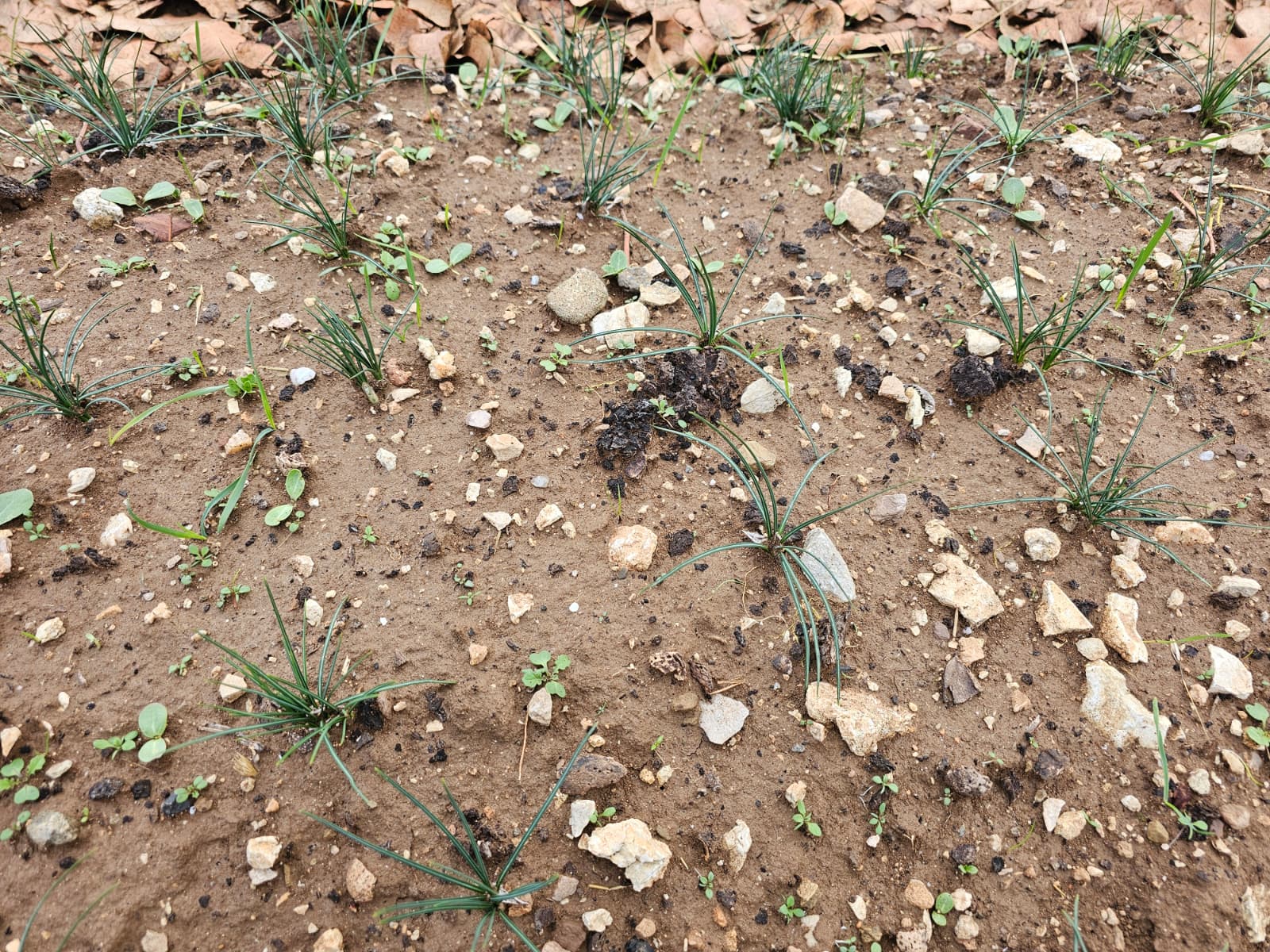 Siirt’te Safran Üretiminde İlk Başarılı Uygulama Gerçekleştirildi