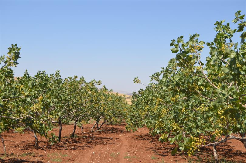 Bağ ve Bahçelere Zarar Veriliyor