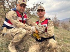 Siirt Jandarmadan Nesli Tükenme Tehlikesindeki Baykuşa Hayat Kurtaran Müdahale