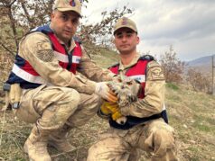 Siirt Jandarmadan Nesli Tükenme Tehlikesindeki Baykuşa Hayat Kurtaran Müdahale